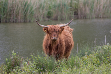Higland cow on the waterfront