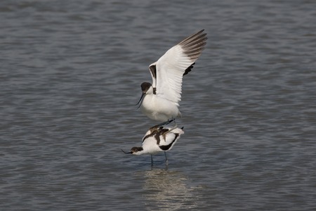 A male pied avocet is mating with a female