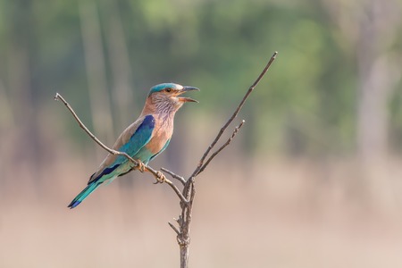 Indian roller shouting to a female on a branchの写真素材