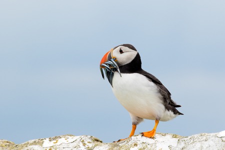 An Atlantic puffin with a catch of sand eels on one of the Farne islands, Great Britainの写真素材
