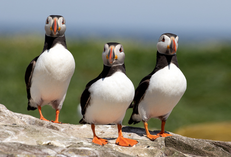 Three atlantic puffins standing in alert on a rock on the Farne Islandsの写真素材