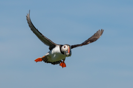 An atlantic puffin making an approach with a mouthful of sand eelsの写真素材