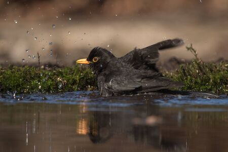 A common blackbird is taking a bath splashing in a pondの写真素材