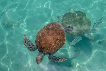 Two green sea turtles swimming in the seaの写真素材