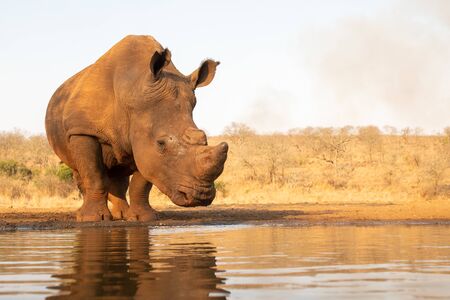 Lone white rhino about to drink from a pondの写真素材