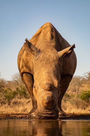 Adult rhino drinking from a waterhole in South Africaの写真素材