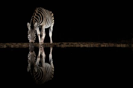 A zebra drinking from a pool in the middle of the night reflecting in the waterの写真素材
