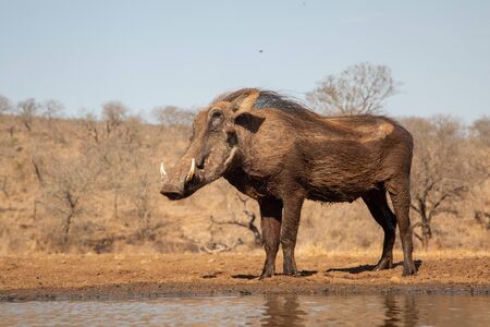 A common warthog standing by the side of a pool after a bathの写真素材