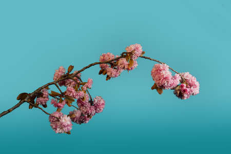 Beatiful cherry blossom against the evening skyの写真素材