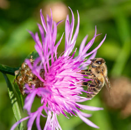 Western honey bee feeding on the thistle