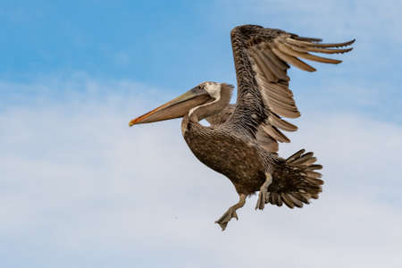 Brown pelican spreading its wings before landingの素材 [FY310186270589]