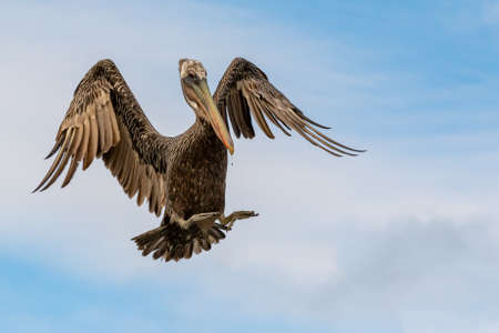 Brown pelican spreading its wings before landingの写真素材