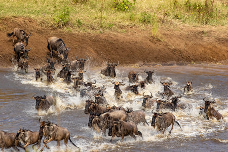 Gnus crossing the Mara River in North Serengeti, Tanzaniaの写真素材