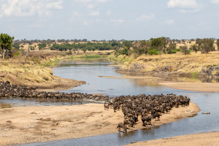 A herd of gnus crossing the Mara River in Tanzaniaの写真素材