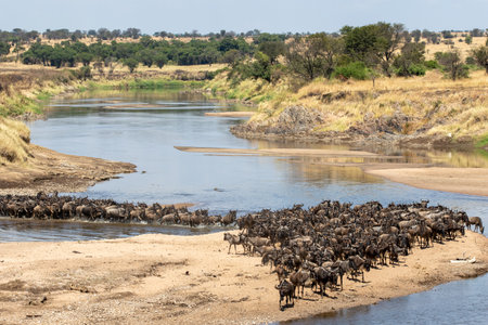 A herd of gnus crossing the Mara River in Tanzaniaの写真素材