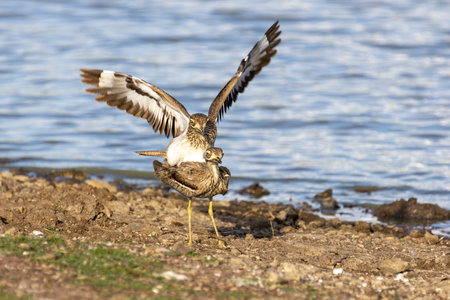 Water thick-knees mating on the edge of a lake in Nairobi National Park, Kenyaの写真素材