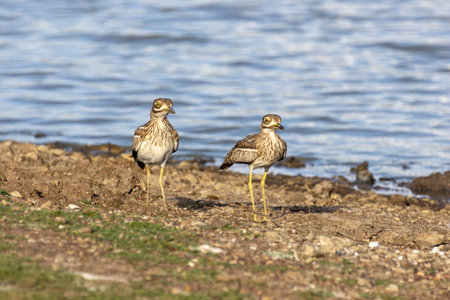A male (left) and female water thick-knee standing on the shore of a lake in Nairobi National Park,...