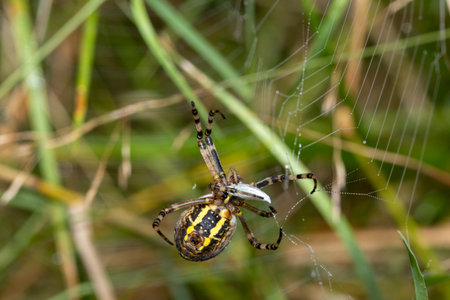 Large female wasp spider immobilizing a fresh prey by wrapping it in silkの写真素材