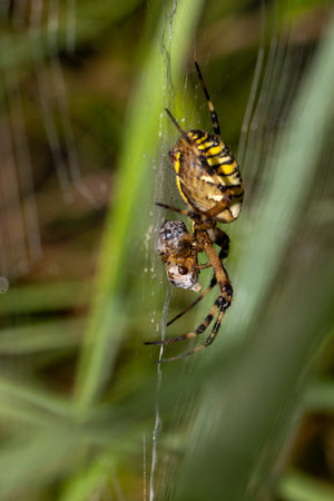 A large femail wasp spider feeding on an immobilized prey wrapped in silkの写真素材