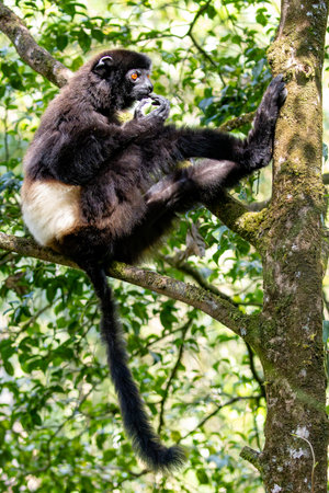 A Milne-Edwardss sifaka scratching its chin in a tree in Ranomafana National Park, Madagascarの写真素材