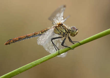 Sympetrum striolatumの写真素材