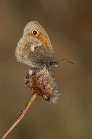 A Small Heath butterfly ( Coenonympha Pamphilus)の写真素材