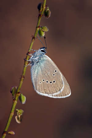 A Mazarine Blue Butterfly (Cyaniris Semiargus) on a beautiful backgroundの写真素材