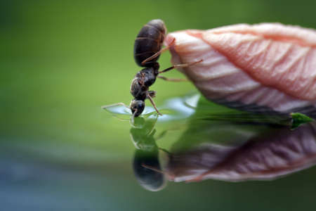 Ant drinking water with a beautiful colored and soft backgroundの写真素材