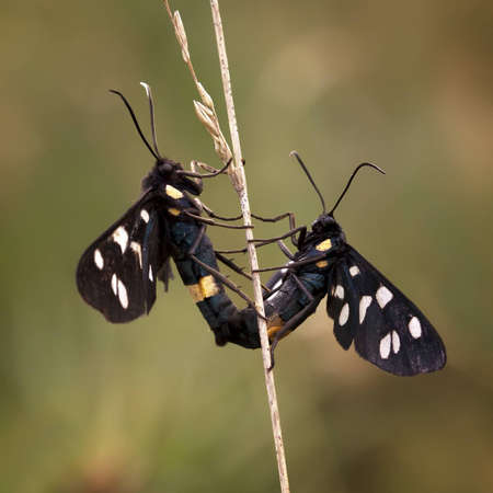 A couple of Amata Phegea making loveの写真素材