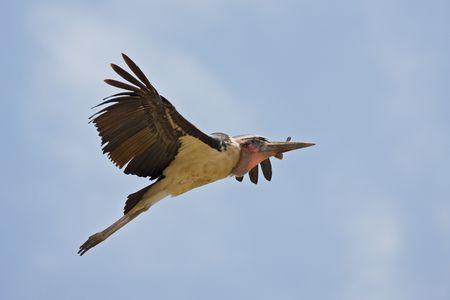 marabuの写真素材