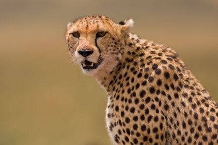 cheetah portraitの写真素材