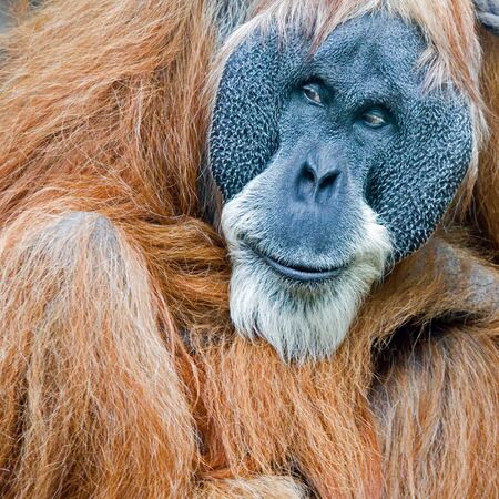 Portrait of an old male orang utan in the zoo