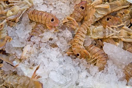 mantis shrimps on ice offered on a fisher market in spainの写真素材