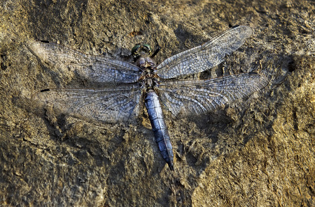 Dragonfly on a Stoneの写真素材