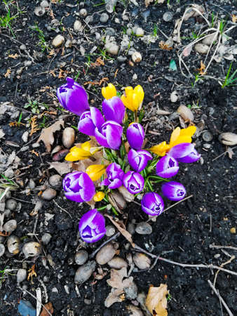 Crocuses - first spring colorful flowers bring nature awakening and hope for a better tomorrow