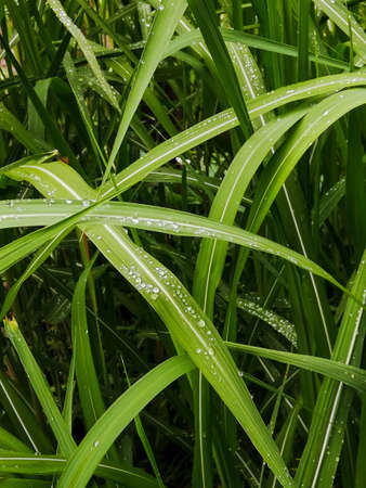 Fresh green grass leaves with water drops after rain, background, small water drops on the grass leavesの写真素材