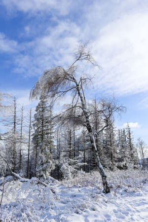 Beautiful winter mountain landscape with clear blue sky and snowy trees. Opawskie Mountains, Poland.の写真素材