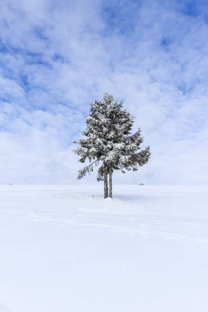 Winter mountain landscape with blue sky and snowy trees. Silesian Beskids, Poland.の写真素材