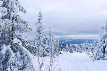 Winter mountain landscape with cloudy sky and snowy trees. Silesian Beskids, Poland.の写真素材