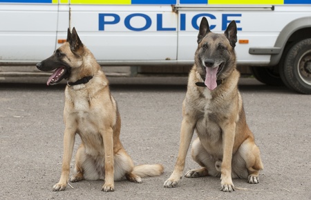 Portrait of two police dogs