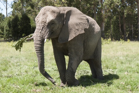 Young African elephantの写真素材
