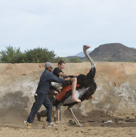 Young man riding an Ostrich  South Africaのeditorial素材