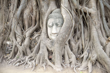 Buddha head entwined in tree roots Ayutthaya Thailandの写真素材