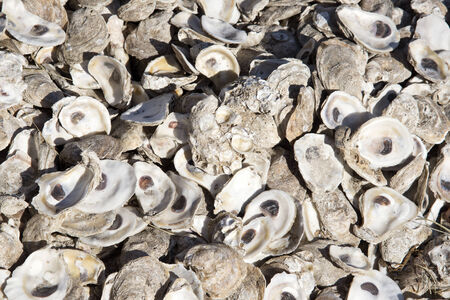 Oyster shells form a walkway in Apalachicola famous for oysters Florida USAの写真素材