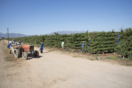Farm workers harvesting plums in an orchard near Robertson South Africaのeditorial素材