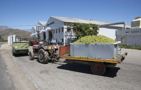 Sauvignon blanc grapes arriving at Goudini Cellar in Rawsonville Western Cape South Africaのeditorial素材