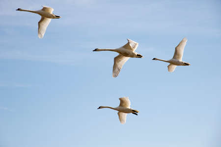 Swans in flightの写真素材