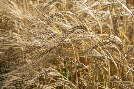 Barley crop growing on a Hampshire farm in southern England UK