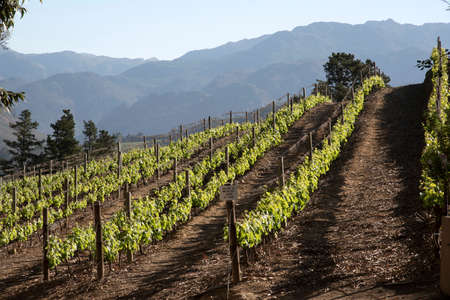 Vineyard in springtime above Franschhoek in the Western Cape region South Africaの写真素材