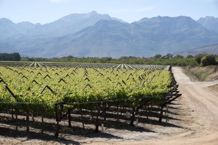 Vines in the Bergrivier region during springtime. South Africaの写真素材